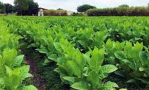 A lush tobacco field in Extremadura, Spain